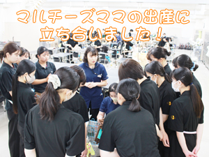 マルチーズの出産に立ち会いました♡